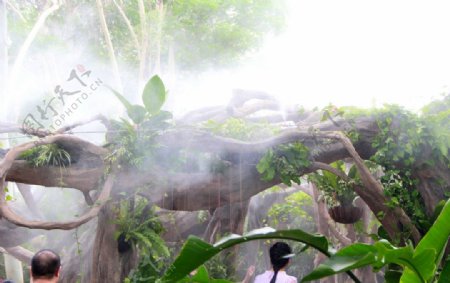 雾气中的亚热带雨林图片