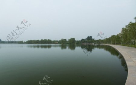 莲花湖柳岸图片