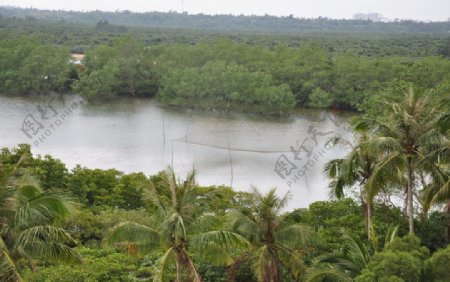 椰子树河边图片