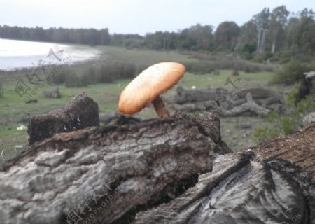 枯木蘑菇图片