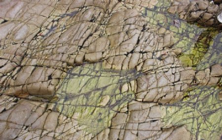 长岛海边绿纹苔藓岩石图片