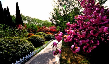 多彩的樱花园图片