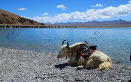 羊湖牦牛图片