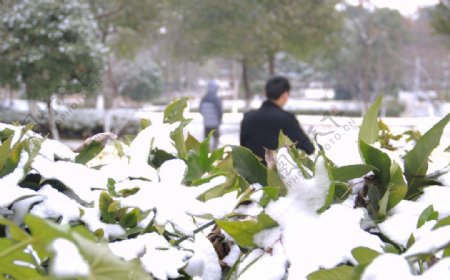 雪天景色图片