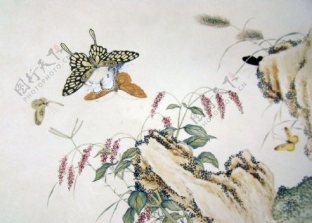 国画蝴蝶图片