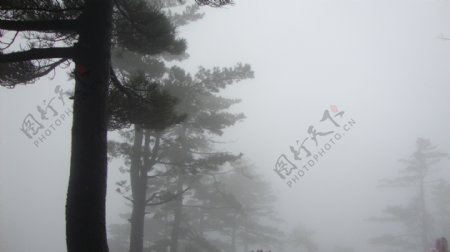 雾气树林图片