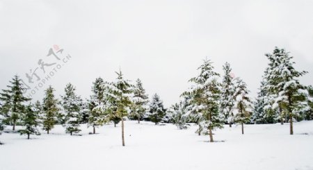 树林雪景摄影图图片
