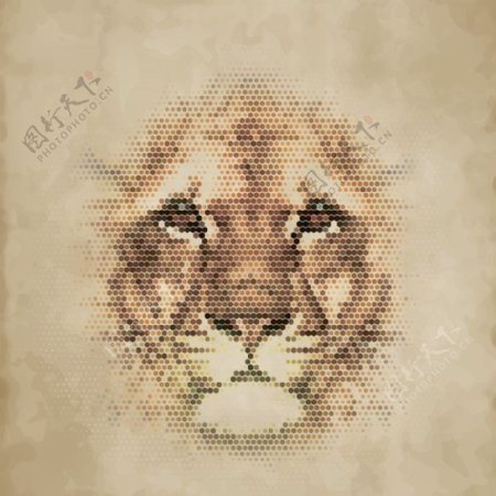 豹子狮子图片