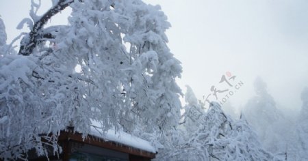 黄昏雪树图片