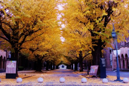 东京大学银杏图片