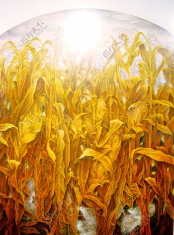 玉米地之馨图片
