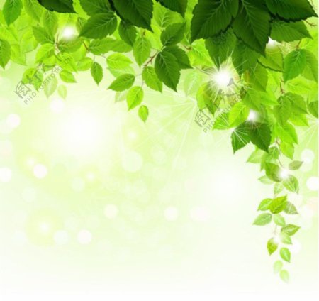 精致炫丽绿叶树图片