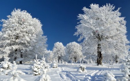 雪原林海图片