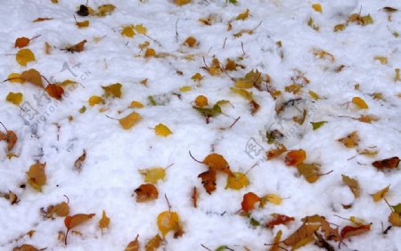 雪后的红叶图片