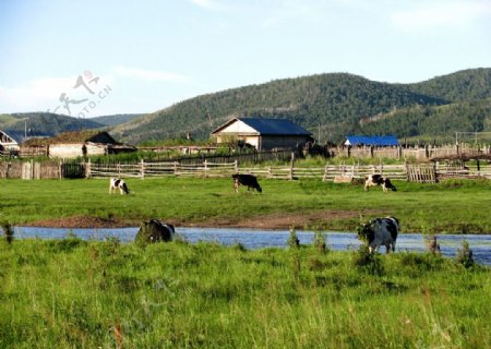 草原牧场图片