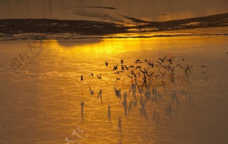 夕阳海鸥图片