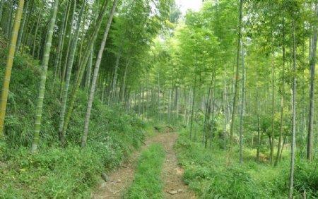 山间小路图片