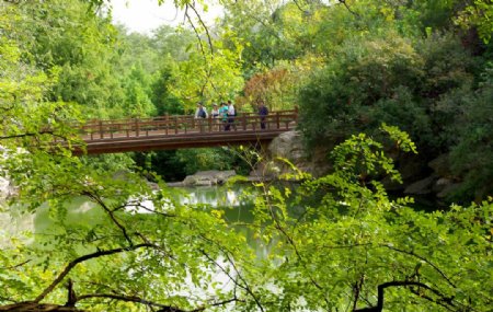 森林公园木桥图片