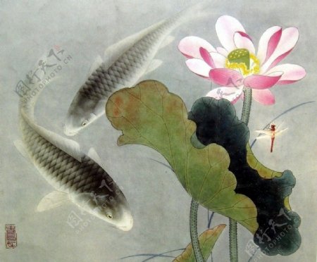 荷花鲤鱼蜻蜓图片