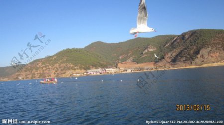 西昌泸沽湖海鸥图片