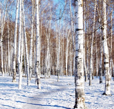 白桦林雪景图片