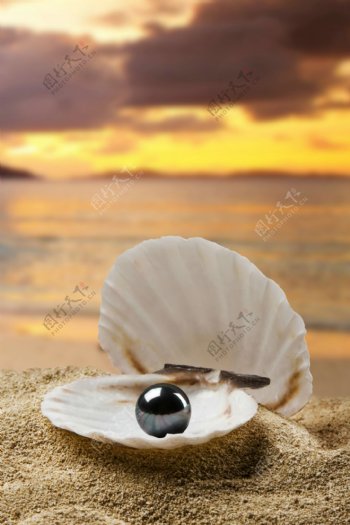 珍珠贝壳沙滩海边图片