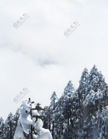 雪压青松图片