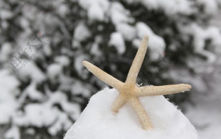 雪中海星图片