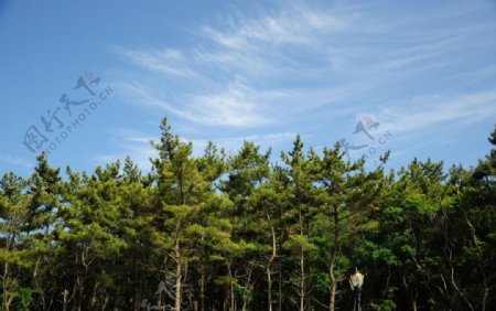蓝天下的松林图片