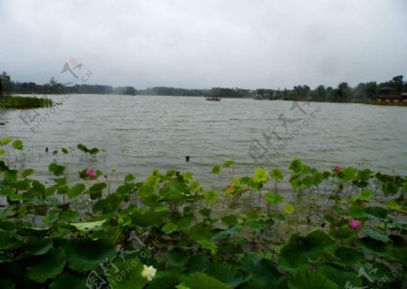 尚湖荷花图片