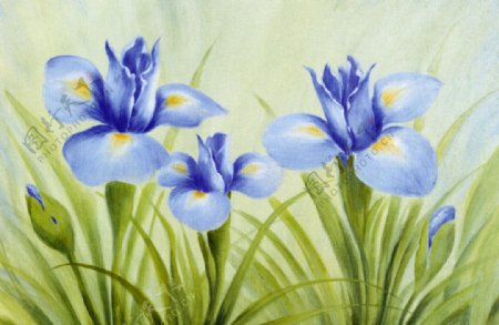 唯美手绘水彩兰花图片