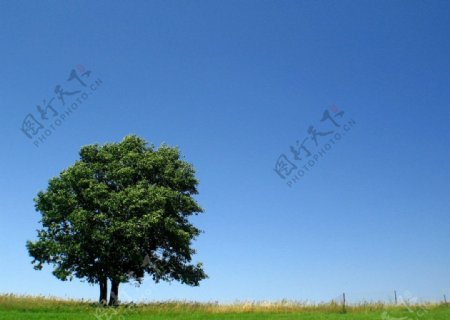 蓝天白云草地树木图片
