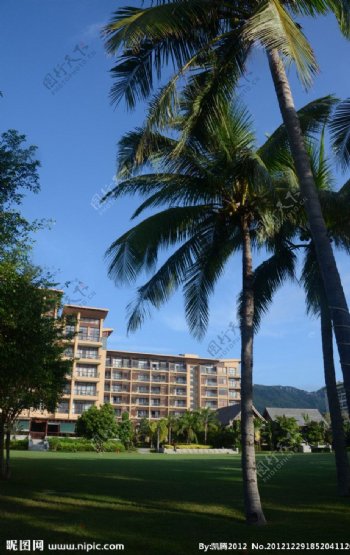 椰树酒店图片