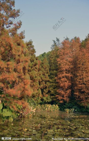 红树枫叶林图片