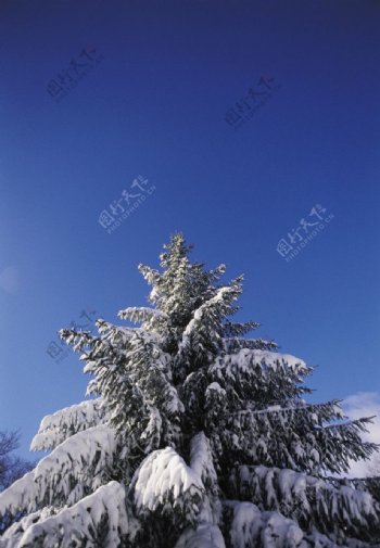 冬季雪景高清图片