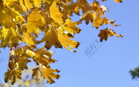 秋天蓝天金黄色枫树枝图片