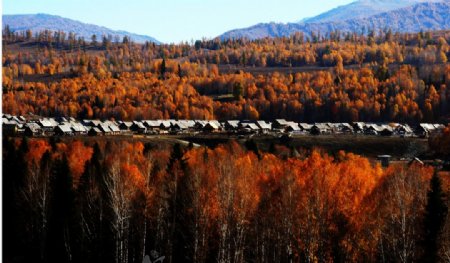 新疆喀纳斯禾木秋色图片