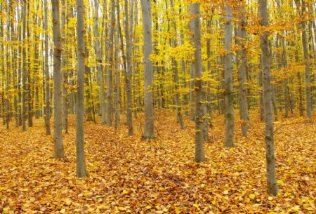漂亮秋天的树林满地的树叶图片