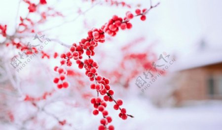 雪一枝红冬天春白色图片