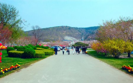 樱花园景图片