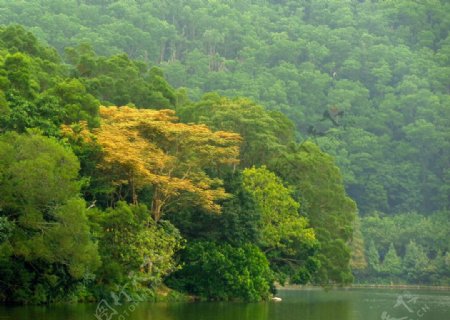 仙湖树林图片