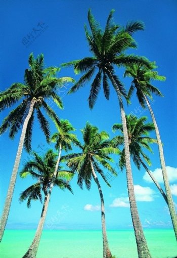 挺拨的椰树非高清图片