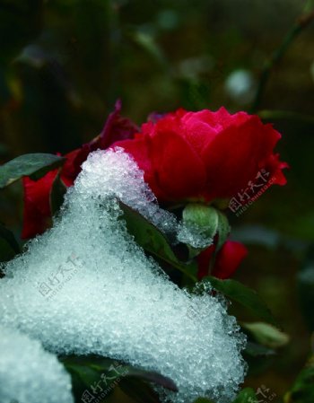 雪花与红花图片