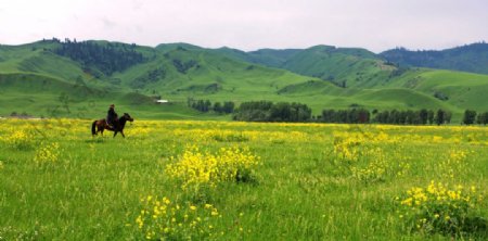新疆草场风光图片