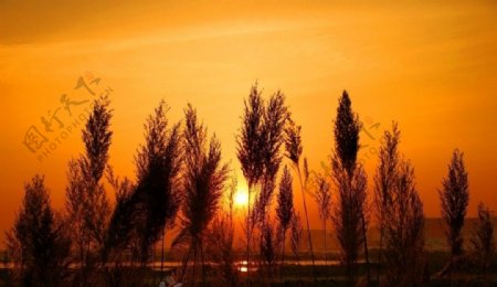 夕阳芦苇图片