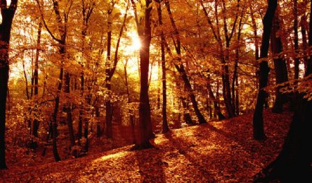 秋天公园美丽风景图片