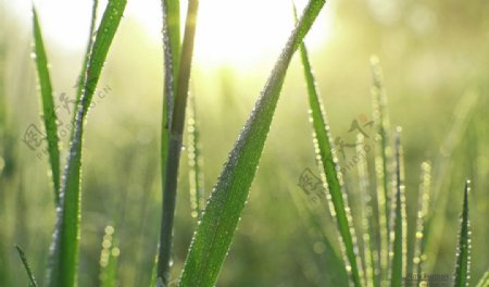 绿色植物图片