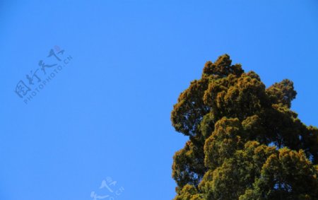 北海松树图片