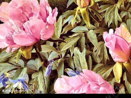 手绘花卉粉色牡丹春夏季图片