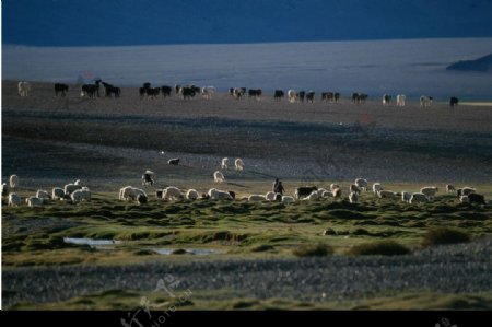 山坡牧羊群图片